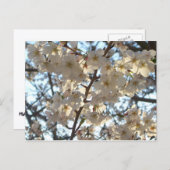 Evening Cherry Blossom I Spring Floral Briefkaart (Voorkant / Achterkant)