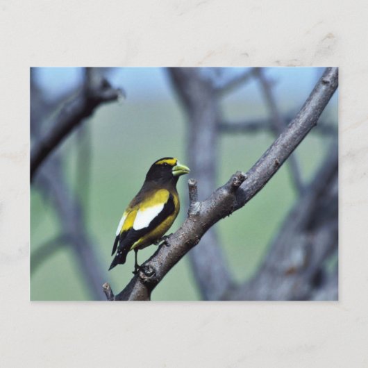 Evening Grosbeak Briefkaart (Voorkant)