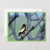 Evening Grosbeak Briefkaart (Voorkant / Achterkant)