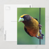 Evening Grosbeak (Coccothraustes vespertinus) Briefkaart (Voorkant / Achterkant)