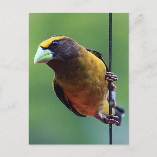 Evening Grosbeak (Coccothraustes vespertinus) Briefkaart (Voorkant)