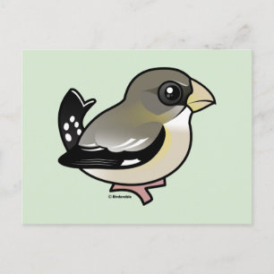 Evening Grosbeak (f) Briefkaart