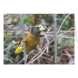 Evening Grosbeak - Frameable Art Kaart