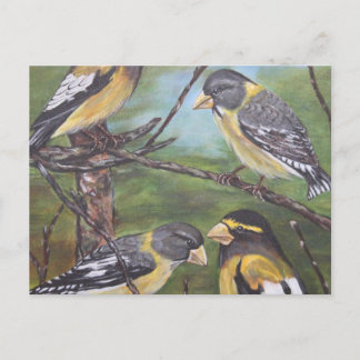 Evening Grosbeaks Briefkaart