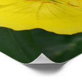 Evening Primrose Poster (Hoek)