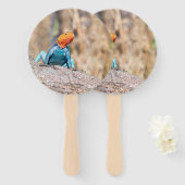 Éventail Agama commun (Devant et derrière)