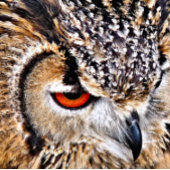 ÉVENTAIL EAGLE OWL