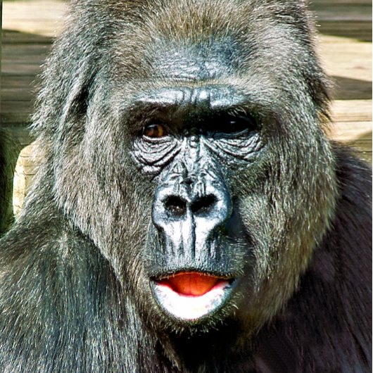 ÉVENTAIL GORILLA FRAÎCHE