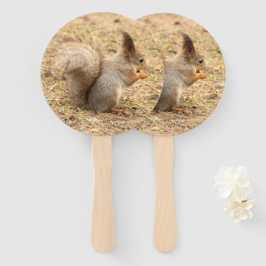 Éventail Photo d'un écureuil mignon mangeant une noix (Devant et derrière)