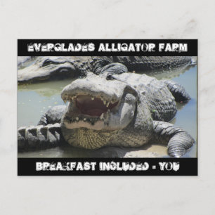 Everglades Alligator Boerderij - ontbijt inbegrepe Briefkaart