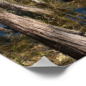 Everglades Cypress Poster (Hoek)