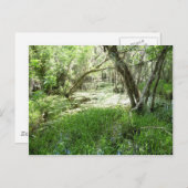 Everglades - moeras - moeras briefkaart (Voorkant / Achterkant)