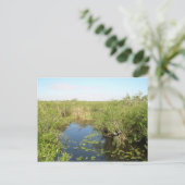 Everglades - moeras - moeras briefkaart (Staand voorkant)