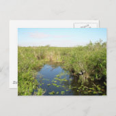 Everglades - moeras - moeras briefkaart (Voorkant / Achterkant)