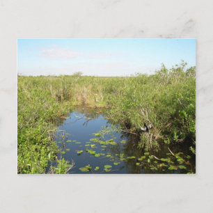 Everglades - moeras - moeras briefkaart