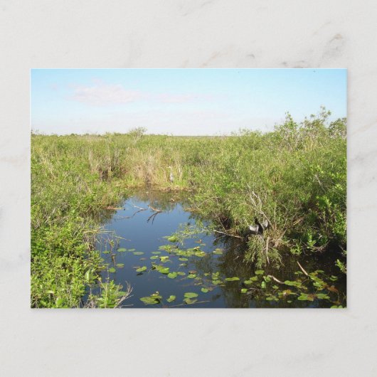 Everglades - moeras - moeras briefkaart (Voorkant)