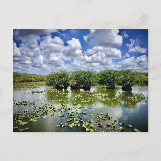 Everglades, National Park, Florida Briefkaart (Voorkant)