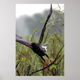Everglades Snagelkite #1 afdruk Poster