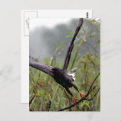 Everglades Snagelsteen #1 briefkaart (Voorkant / Achterkant)