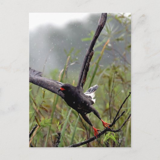 Everglades Snail Kite #1 carte postale (Devant)