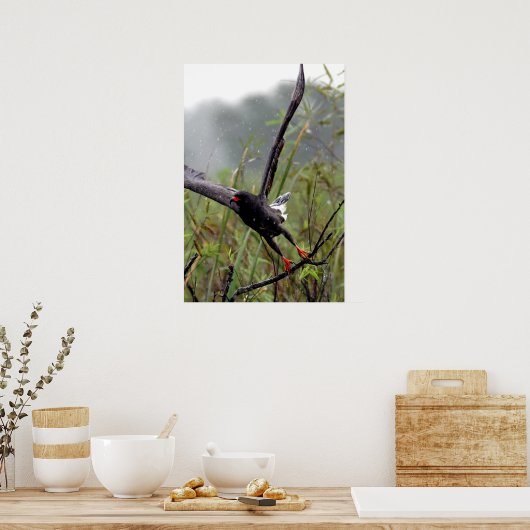 Everglades Snail Kite #1 impression (Cuisine)