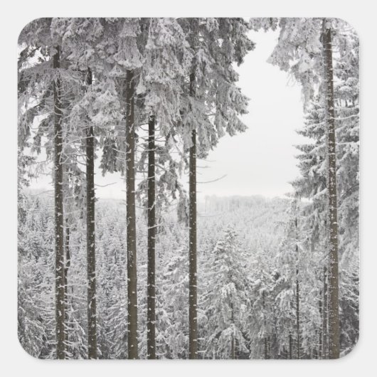Evergreen forest in de winter vierkante sticker (Voorkant)