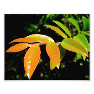 Evergreen Huckleberry Foto Afdruk