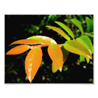 Evergreen Huckleberry Foto Afdruk