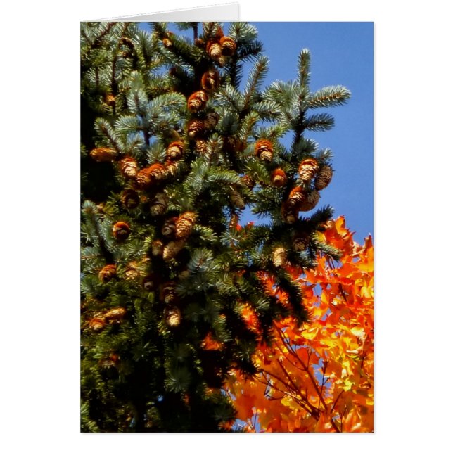 Evergreen met Pinecones (Voorkant)