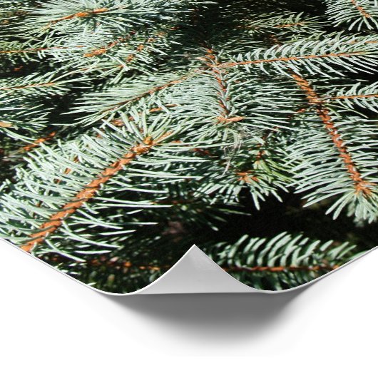 Evergreen Tree Background Canvas of Poster (Hoek)