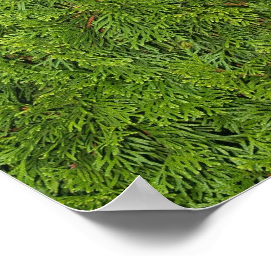 Evergreen Tree Background Canvas of Poster (Hoek)