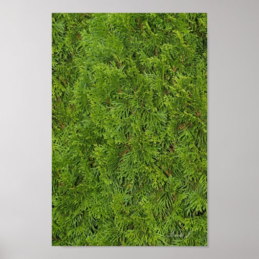 Evergreen Tree Background Canvas of Poster (Voorkant)