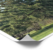 Evergreen Tree Poster (Hoek)