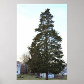 Evergreen Tree-Poster Poster (Voorkant)