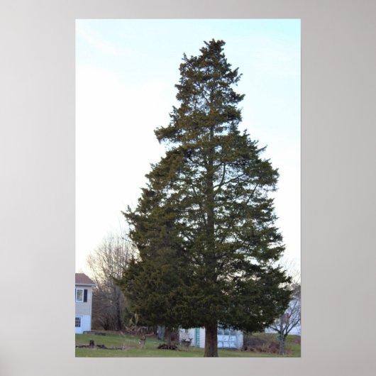 Evergreen Tree-Poster Poster (Voorkant)
