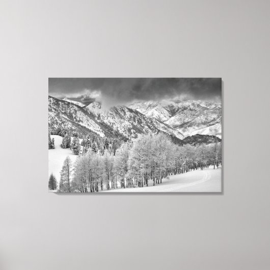 Evergreens en Aspen-bomen in een sneeuw-storm Canvas Afdruk (Voorkant)