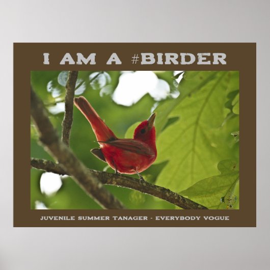 Everybody Juvenile Summer Tanager Birder Poster (Voorkant)