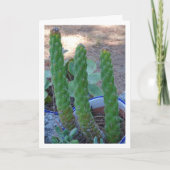 Eve's Pin Cactus Plant Kaart (Voorkant)