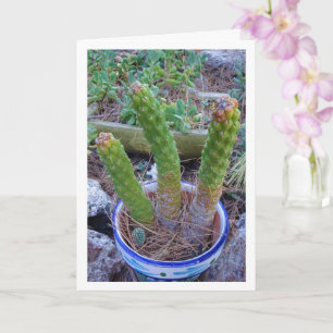 Eve's Pin Cactus Plant Kaart