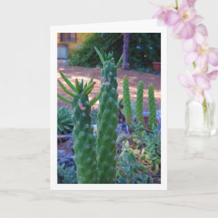 Eve's Pin Cactus Planten Kaart