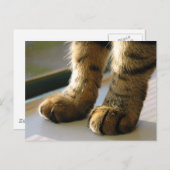 Evey's Paws Briefkaart (Voorkant / Achterkant)