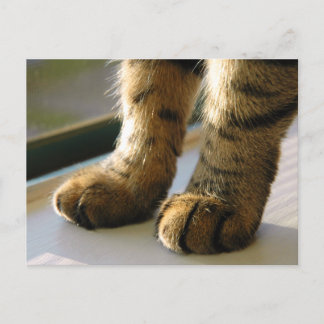 Evey's Paws Briefkaart