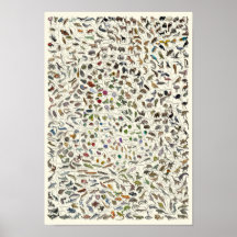 Evolutie - Boom van het Poster van het Leven