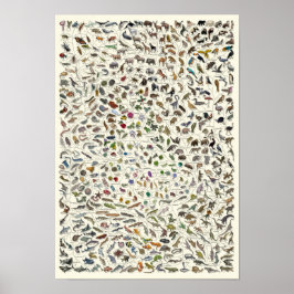 Evolutie - Boom van het Poster van het Leven