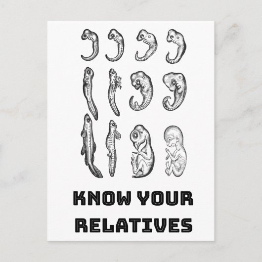 Evolutie Embryogenese Briefkaart (Voorkant)