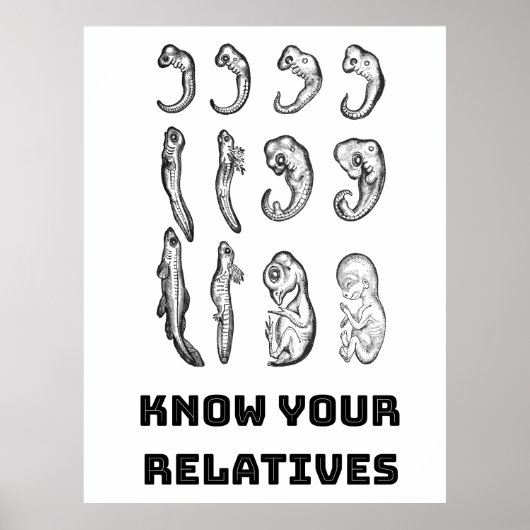 Evolutie Embryogenese Poster (Voorkant)