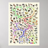 Evolutie - Levensboom - Poster (Voorkant)