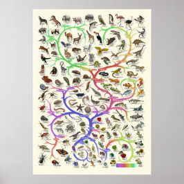 Evolutie - Levensboom - Poster
