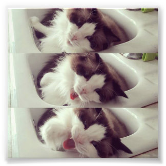 Evolutie van een kat Yawn Foto Afdruk