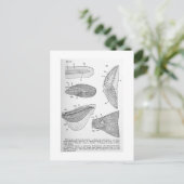 Evolutie van staartvinnen briefkaart (Staand voorkant)